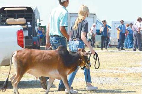 AMISH SCHOOL AUCTION— An auctioned Brahma calf being led by his new owners