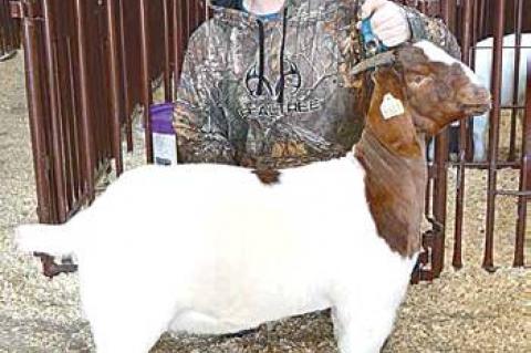 Article Image Alt Text