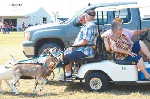 AMISH SCHOOL AUCTION— These auctioned goats are being led by their new owners from Duncan, OK.