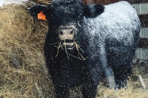 Thank you for sending your snow pictures!