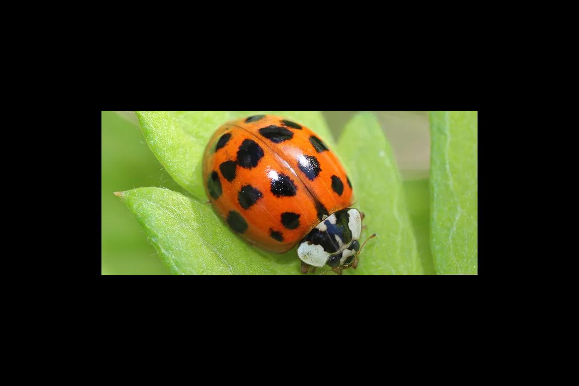 Ladybug Imposters